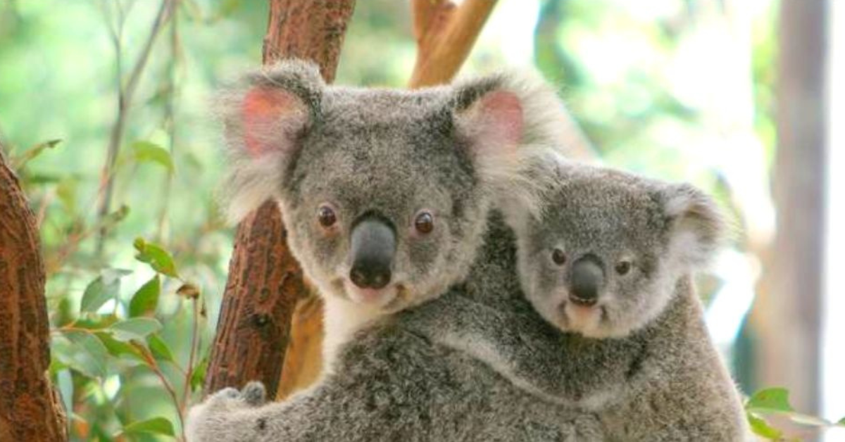 Koala Safe Neighbourhoods