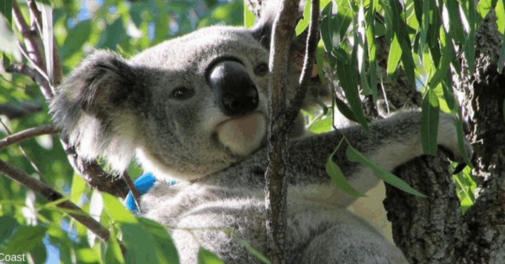 Koala Safe Neighbourhoods
