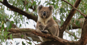 Koala Habitat at Centre of Ormiston College Expansion Dispute