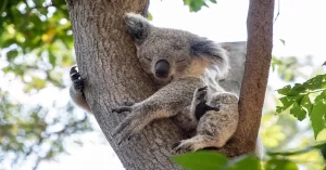 Cautious Hope for Koalas in Wellington Point and Surrounding Suburbs