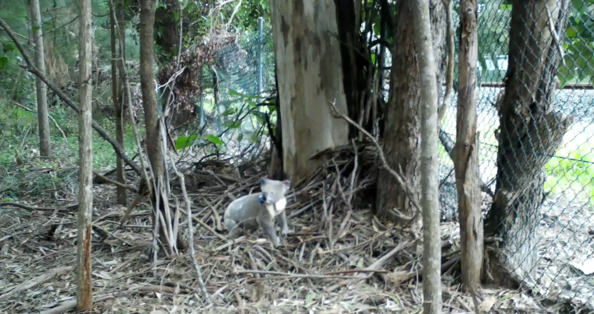 koala crossing