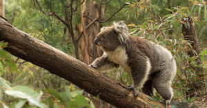 Careful! Young Koalas on the Move Around Wellington Point