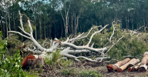 Ormiston College Tree Clearing Fuels Wider Redlands Koala Habitat Fight