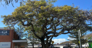 poinciana